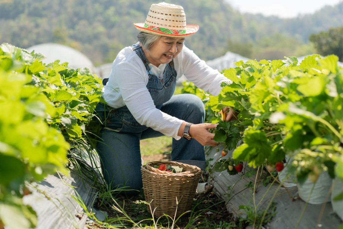 Cultivating a Little Green Oasis: A Beginner’s Guide for Singaporean Seniors