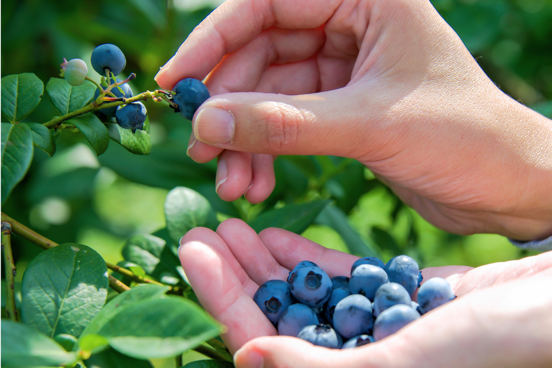 The Benefits of Blueberries for Seniors: A Superfood for Healthy Aging